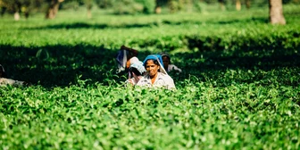 Research Study on North American Farmers - $125 - $125 - 09/04/2026
