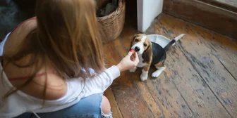 Focus Group in New Jersey on Dog Care - $150 - $150 - 09/17/2026