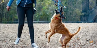 Research Study on Dog Ownership - $150 - $150 - 08/07/2026