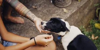 Focus Group on Dog Skin Health - $150 - $150 - 09/03/2026