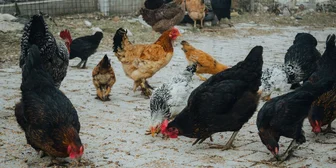 Research Study on Poultry Feed Shopping - $300 - $300 - 07/25/2026
