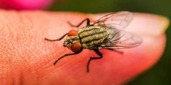 Research Study on Flying Insects - $125 - $125 - 09/06/2026
