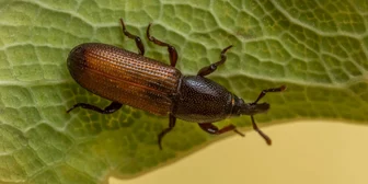 1-on-1 Interview in Ann Arbor on Insect Prevention - $225 - $225 - 07/30/2026