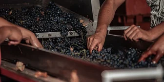 Research Study on Vineyard Management - $75 - $75 - 08/04/2026