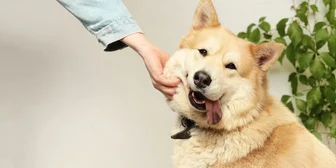 Research Study on Dog Care - $150 - $150 - 09/01/2026