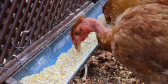 Research Study on Poultry Feed Shopping - $300 - $300 - 07/09/2026