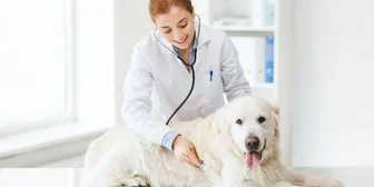 Focus Group in Denver on Vet Opinions - $500 - $500 - 01/05/2026
