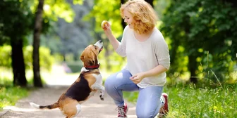 Graphic promoting Research Study on Dogs, $145+ payout, happening November 13, 2025