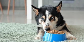 Research Study on Pet Foods - $175 - $175 - 02/17/2026