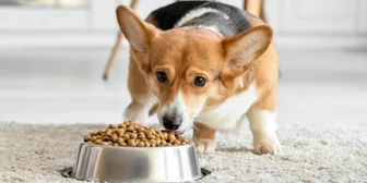 Focus Group in Nashville on Dog Foods - $150 - $150 - 10/27/2025