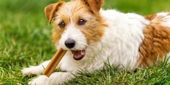 Graphic promoting Focus Group in Minneapolis on Pet Foods & Treats, $100 payout, happening October 09, 2025