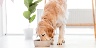 Graphic promoting Focus Group in Nashville on Dog Foods, $100 payout, happening October 22, 2025