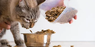 Research Study in Minneapolis on Cat Foods - $100 - $100 - 11/12/2025
