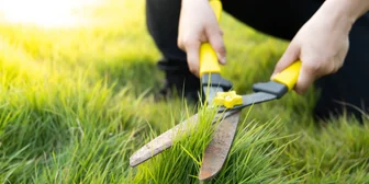 Focus Group on Lawn Care - $100+ - $100+ - 06/22/2026