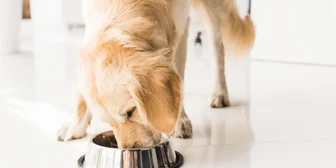 Research Study on Dog Foods - $125 - $125 - 11/17/2025