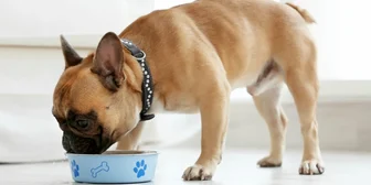 Graphic promoting Focus Group in Minneapolis on Pet Foods, $150 payout, happening October 21, 2025