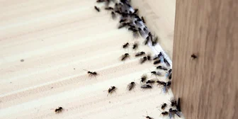 Graphic promoting Research Study in NYC on Household Bugs, $220 payout, happening October 20, 2025