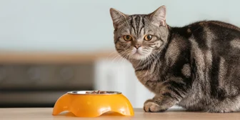 Research Study on Cat Feeding - $150 - $150 - 05/05/2026