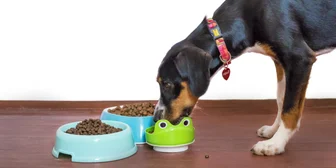 Research Study on Pet Foods - $70