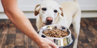 Pet Foods Research Study - $100 - $100 - 10/24/2025