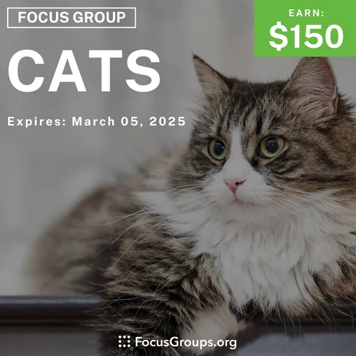 Focus Group in Boston on Cats