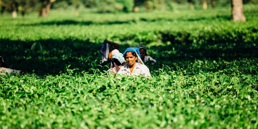 Research Study on North American Farmers - $125 - $125 - 09/04/2026