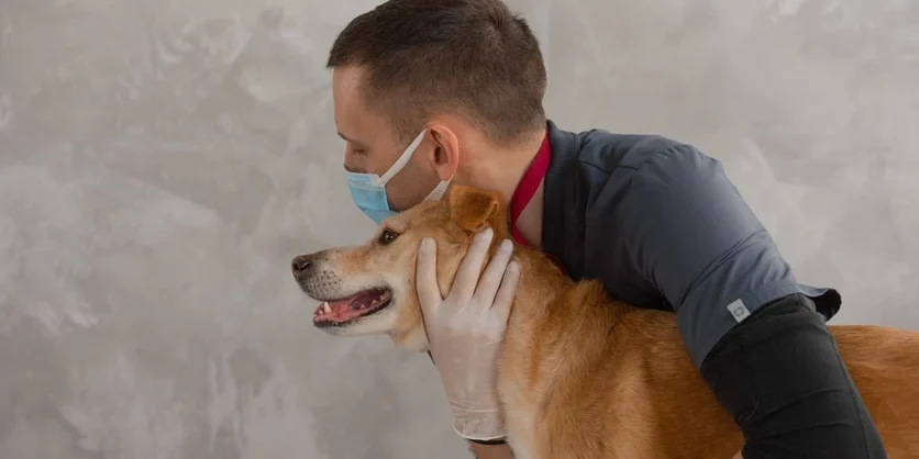 Research Study on Veterinary Medicine - $30 - $30 - 09/15/2026