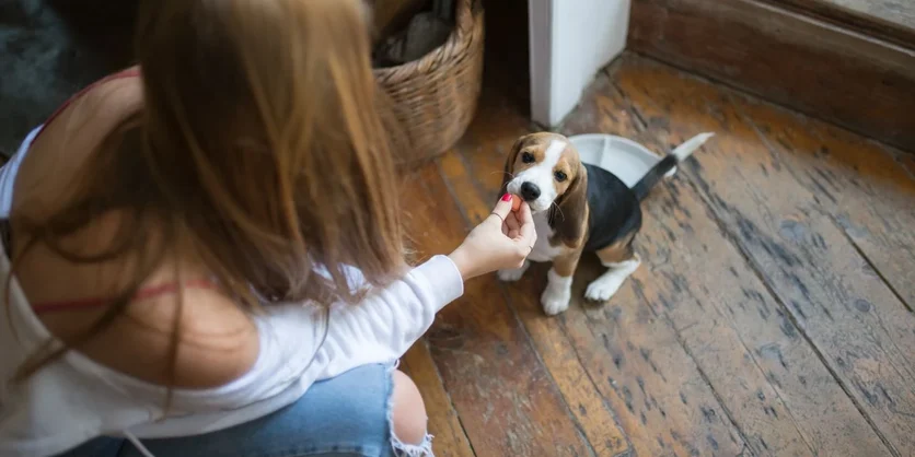 Focus Group in New Jersey on Dog Care - $150 - $150 - 09/17/2026