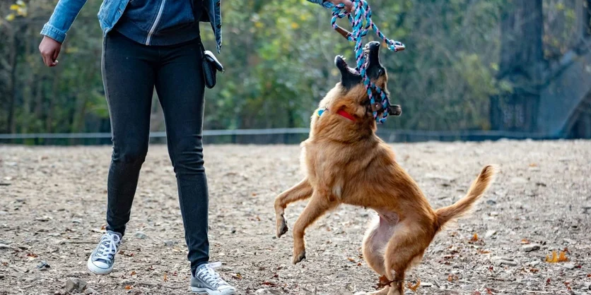 Research Study on Dog Ownership - $150 - $150 - 08/07/2026