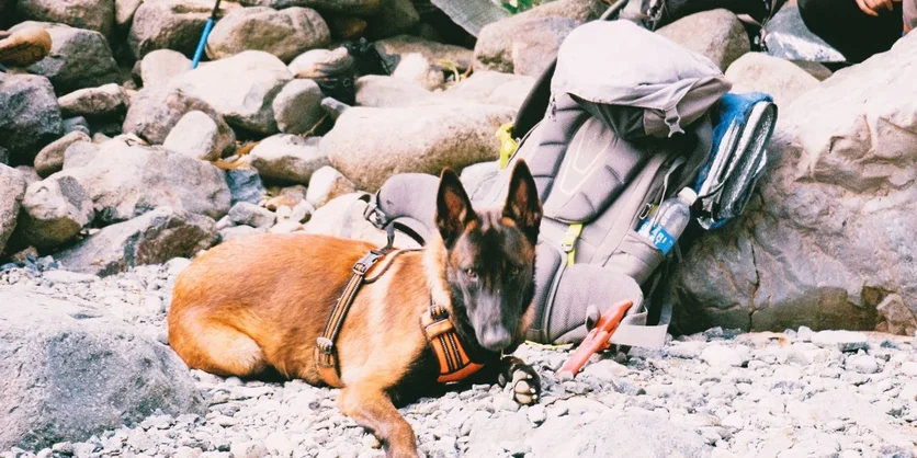 Research Study on Outdoor Dog Gear - $75 - $75 - 07/28/2026