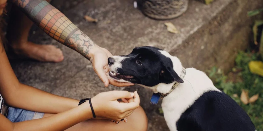 Focus Group on Dog Skin Health - $150 - $150 - 09/03/2026