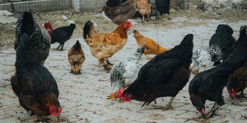 Research Study on Poultry Feed Shopping - $300 - $300 - 07/25/2026