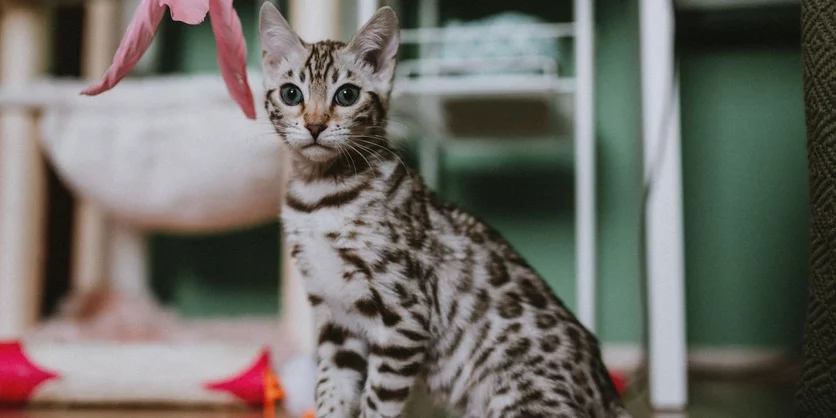 Focus Group in Philadelphia on Cat Toys & Treats - $100 - $100 - 08/15/2026