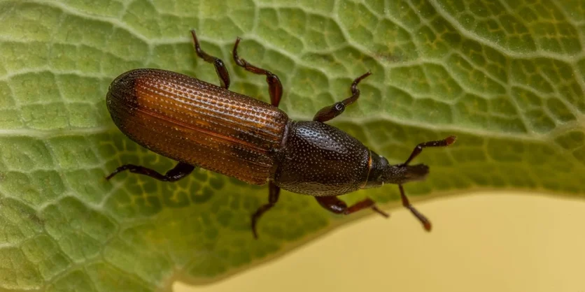 1-on-1 Interview in Ann Arbor on Insect Prevention - $225 - $225 - 07/30/2026