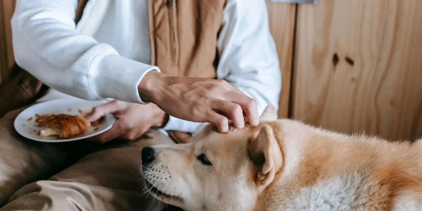 Research Study on Pet Products - $150 - $150 - 10/10/2026