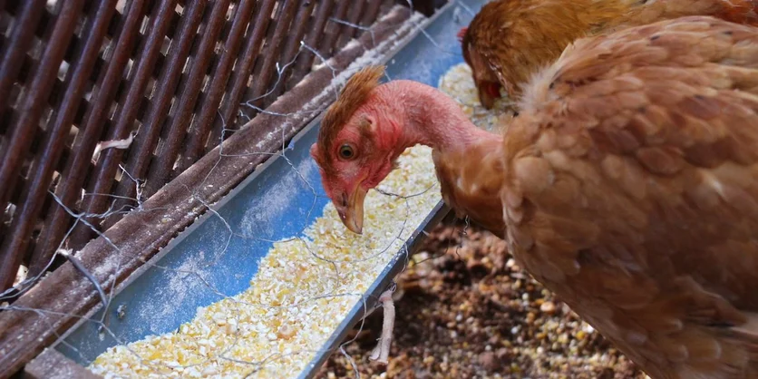 Research Study on Poultry Feed Shopping - $300 - $300 - 07/09/2026